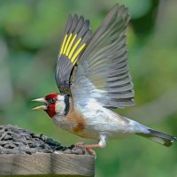 богатство ... :: Andrey Bragin