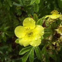 После дождя... :: Freddy 97