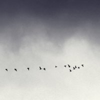 Улетают :: СЮ