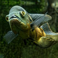 Аквариумные рыбки :: Михаил Измайлов