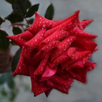 Начало декабря....после дождя... :: Надежда Куркина 