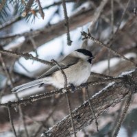 *** :: Виктор Иванович Чернюк