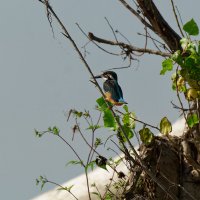 Зимородок :: Вячеслав Алтай