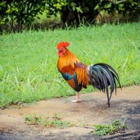 Петушек :: Максим