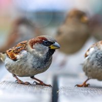 Воробей. :: Анатолий. Chesnavik.