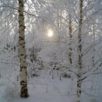 Морозно :: Сергей Ц