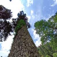 Гигант :: Павел Трунцев