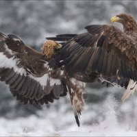 FIGHT ! :: Влад Соколовский