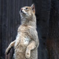 Камышовый :: Михаил Бибичков