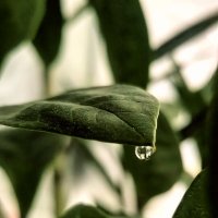 Утро :: Елена 