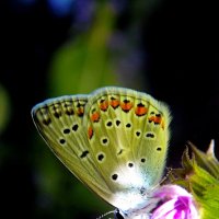 Вечерняя голубянка :: Константин Штарк