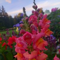 Львиный зев :: Сапсан