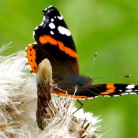 опять про бабочек...132 :: Александр Прокудин