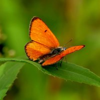 опять про бабочек...134 :: Александр Прокудин