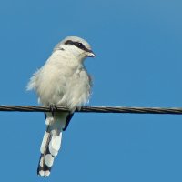 серый сорокопут :: gawrilа - dan