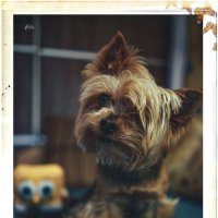 Майкл :: Сергей В