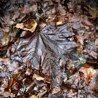 Оттенки бурого… :: Любовь 