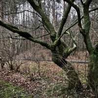 Оголенное изящество. :: Любовь 