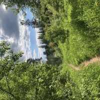 Тропинка :: Ольга Савельева