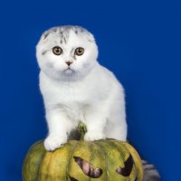 Шотландский вислоухий кот или ско́ттиш-фолд :: Светлана Ищенко