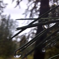 *** :: Андрей Л. В.