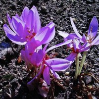 Безвременники :: Людмила Смородинская