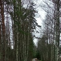 Вот такой декабрь :: Ольга Попова (popova/j2011)