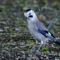 Сойка. :: Alexander Amromin