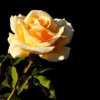 Доброе утро :: Юрий. Шмаков