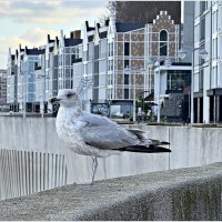 Чайка. :: Валерия Комова