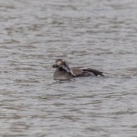 турпан. :: юрий макаров