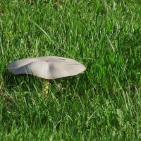 на газоне :: Елена Шаламова на газоне :: Елена Шаламова