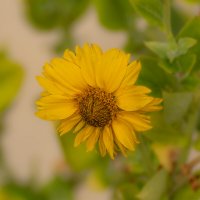 Гелиопсис :: Игорь Сикорский