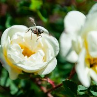 Опыление :: Олег Загорулько