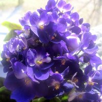 Букет фиалок весной :: Елена Семигина Букет фиалок весной :: Елена Семигина