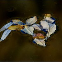 ЭТЮД... :: Elvira E. 