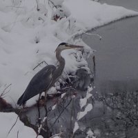 По первому ледку :: Рита Симонова