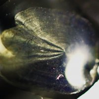 Ладожская щука... :: Юрий Куликов