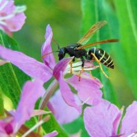 Самый вкусный цветок. :: nadyasilyuk Вознюк Самый вкусный цветок. :: nadyasilyuk Вознюк