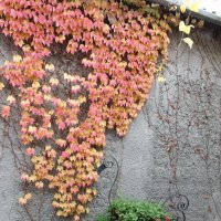 Осень пришла :: Ирина Осень пришла :: Ирина