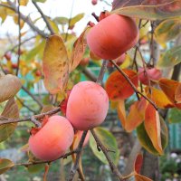 Хурма :: Ирина 