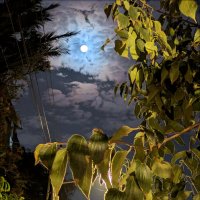 Очарование лунного вечера :: Валерий Готлиб