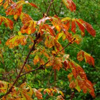 Осень :: Александр Лычагин Осень :: Александр Лычагин