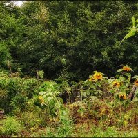 Подсолнухи :: Людмила Фил