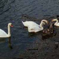 оть уже большие, но всё равно ещё дети :: Юрий. Шмаков