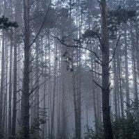 Туманное утро :: Елена 