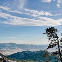 Сосенка... :: Георгиевич 