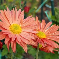 Хризантемы :: Татьяна Тюменка