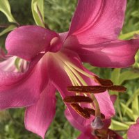 Лилия :: Ольга Савельева 