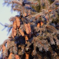 Новогодние шишки! :: Юрий Полторыхин.